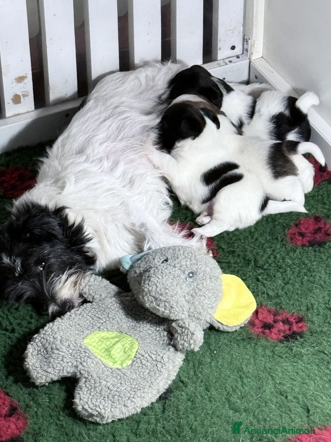 Jack Russell cani in vendita: Femmina bianco nera pelo ruvido - Annuncio 2