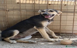 Meticcio cani in regalo: CHINOTTO aspetta una famiglia a Provincia di Padova - Immagine 4
