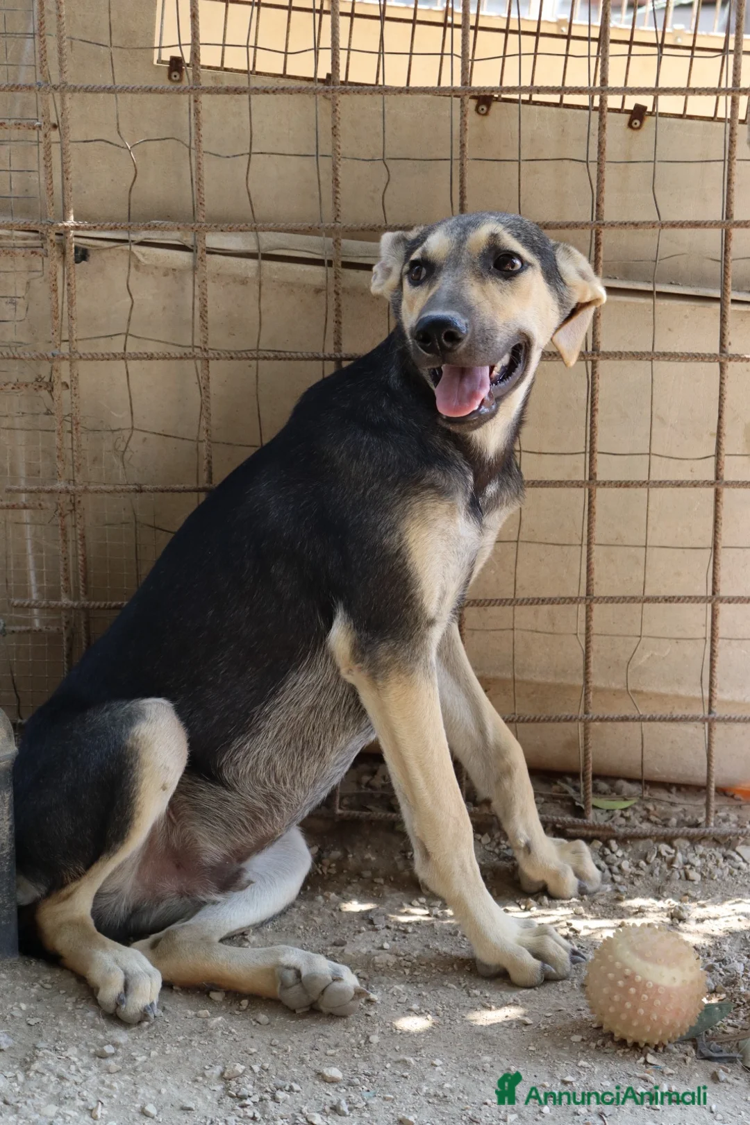 Meticcio cani in regalo: CHINOTTO aspetta una famiglia a Provincia di Padova - Annuncio 4