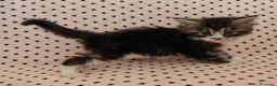 Maine Coon gatti in vendita: Cuccioli Maine coon  - Annuncio 3