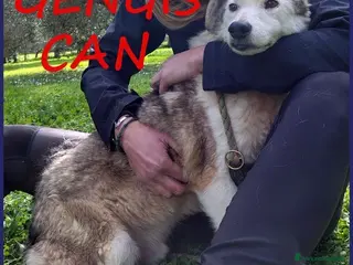 Meticcio cani GENGIS CAN adorabile nonnino tg media - Annuncio 5