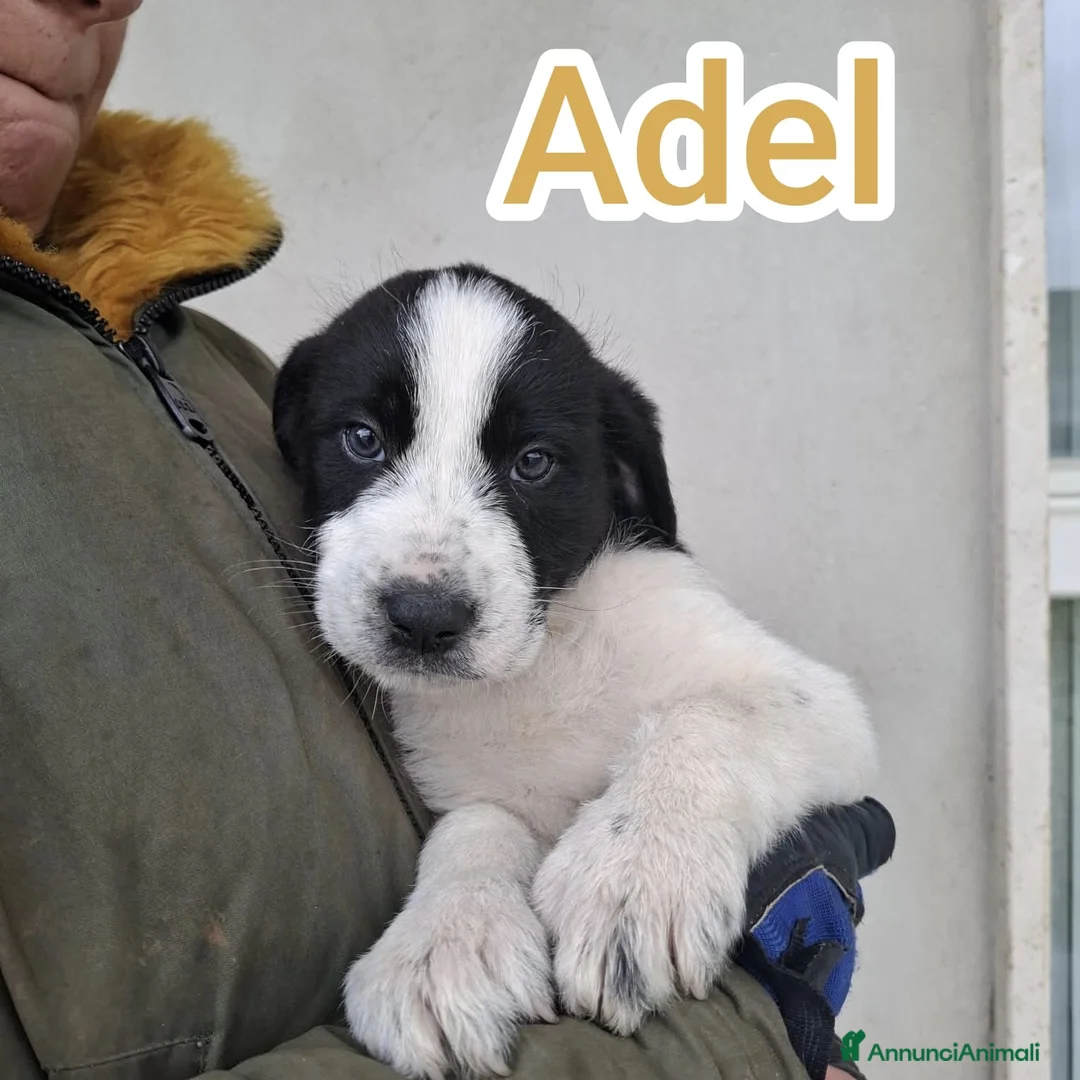 Meticcio cani in regalo: Quattro polpettine cercano casa - Annuncio 2