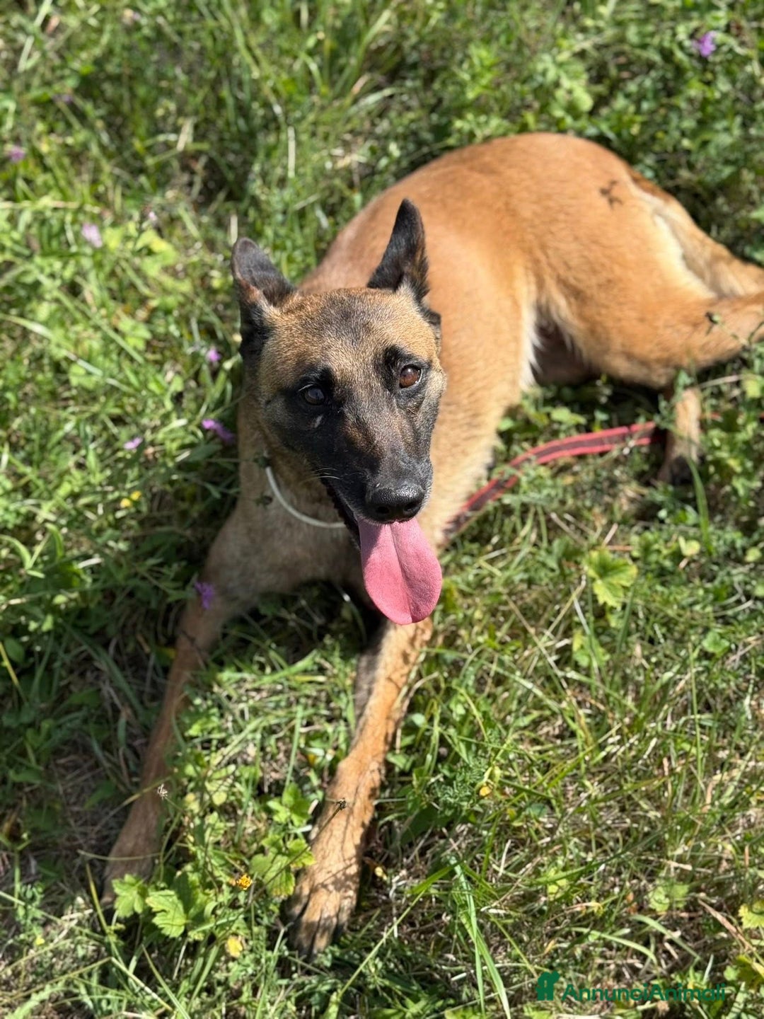 Pastore Belga cani in regalo: Splendidi PASTORI BELGA MALINOIS cercano famiglie! - Annuncio 12