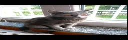 Certosino gatti in vendita: Cuccioli di certosino PURISSIMI  - Annuncio 9