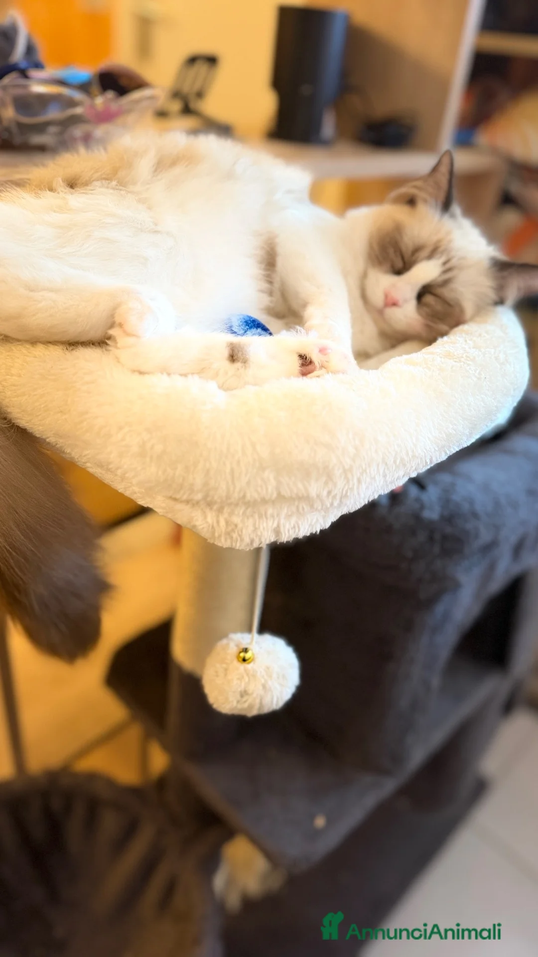 Ragdoll gatti in vendita: Cucciolo ma Seal bicolor  - Annuncio 1