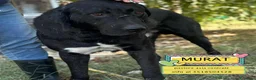 Pastore Asia Centrale cani in regalo: Murat pastore asia centrale cerca adozione - Annuncio 1