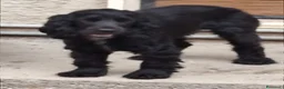 Meticcio cani in vendita: Coker spaniel  a Provincia di Bergamo - Annuncio 7
