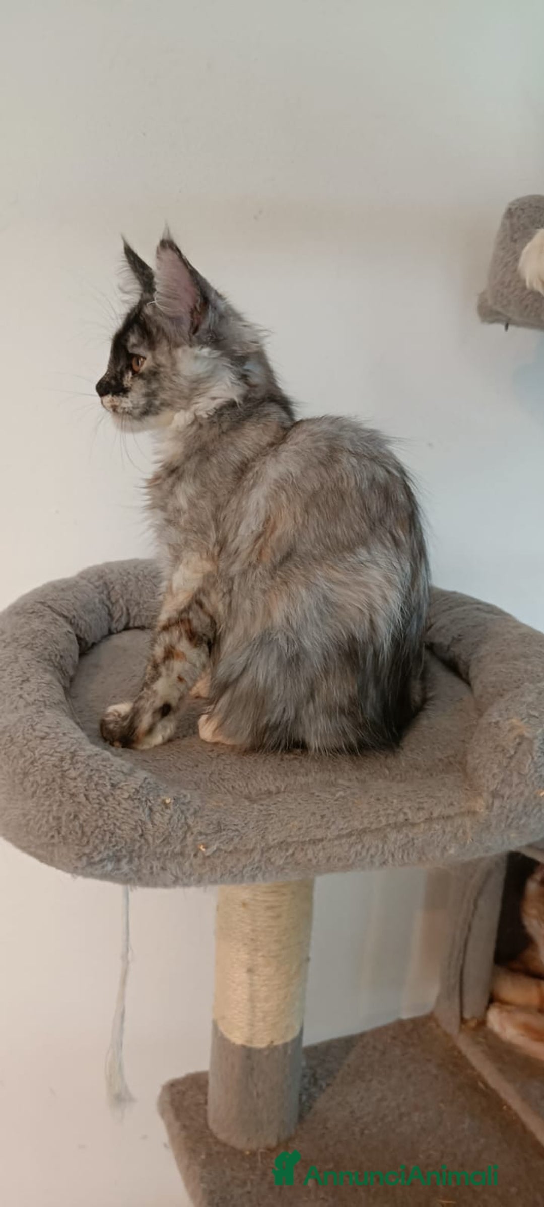 Maine Coon gatti in vendita:  Maine Coon pedigree ANFI senza limitazioni  - Annuncio 6