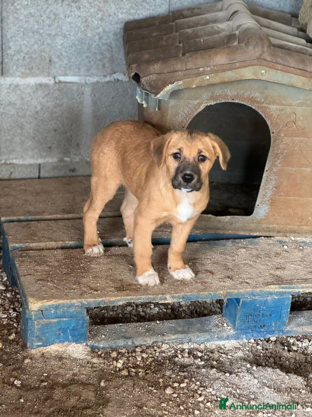 Altre razze cani in regalo: MARVEL, MODESTO, MURDOK,MAYA,MOIRA, MARLENE E MUSO - Annuncio 8