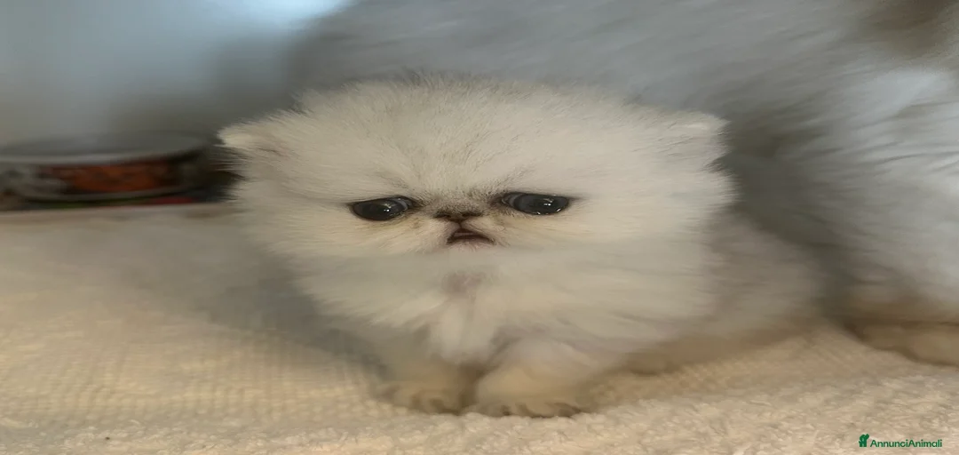 Immagine della galleria {{count}}