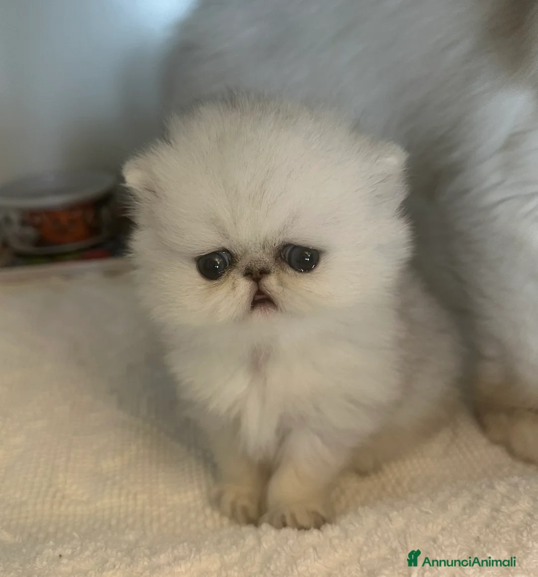 Immagine della galleria {{count}}