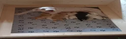 Lagotto cani in vendita: Cuccioli di Lagotto Romagnolo con Pedigree Roi  - Annuncio 10