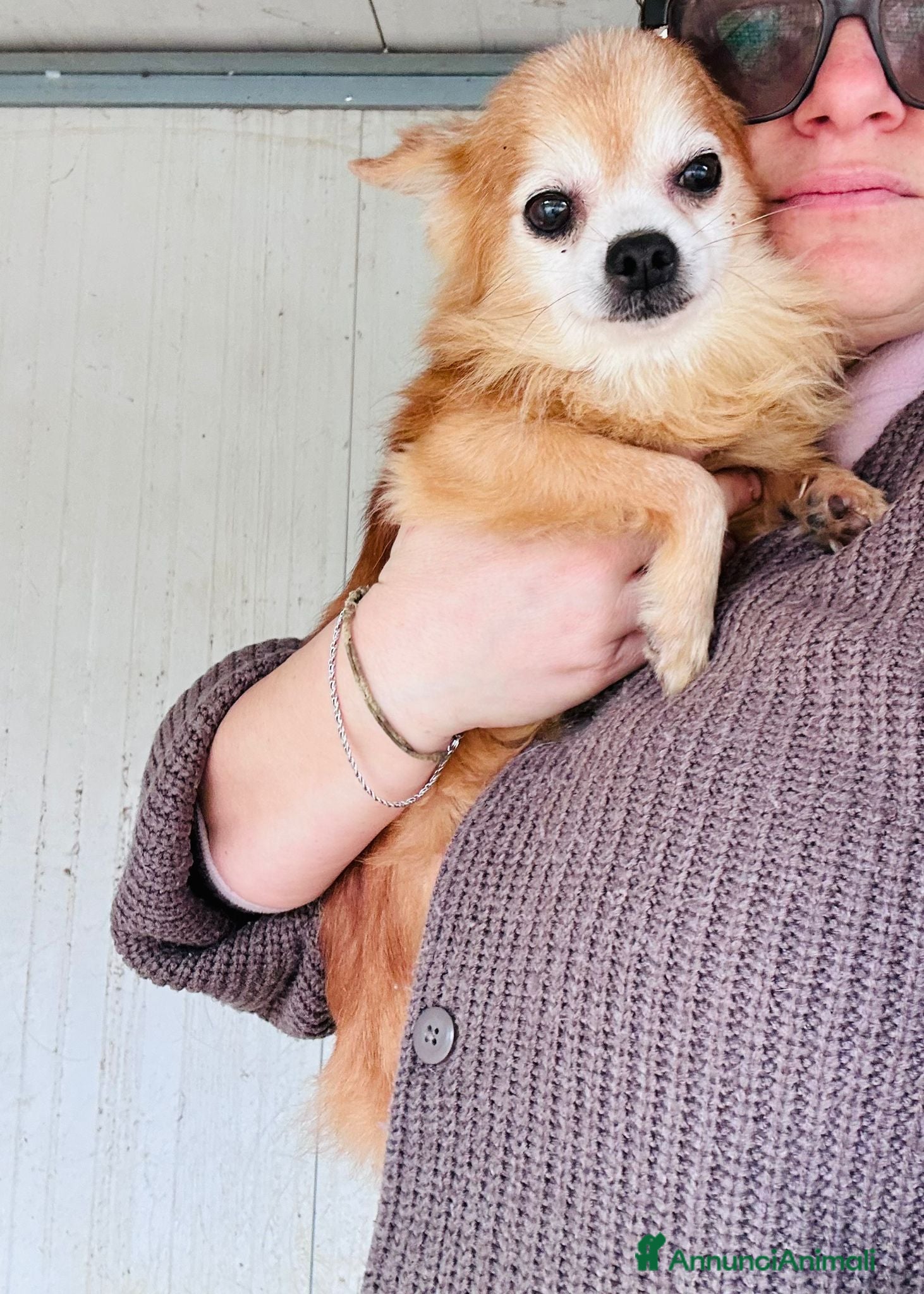 Chihuahua cani CHIHUAHUA mix, pelo lungo - Annuncio 2