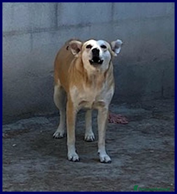 Meticcio cani MONA abbaia per vincere le sue paure - Annuncio 26