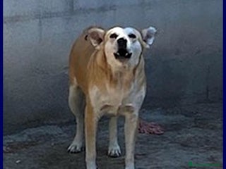 Meticcio cani MONA abbaia per vincere le sue paure - Annuncio 2