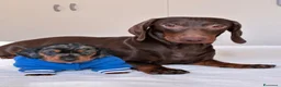Bassotto cani in vendita: bassottina arlecchino  - Annuncio 4