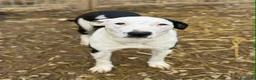 Meticcio cani in regalo: ROXY, mix PITTINA dolce come il miele! - Annuncio 5
