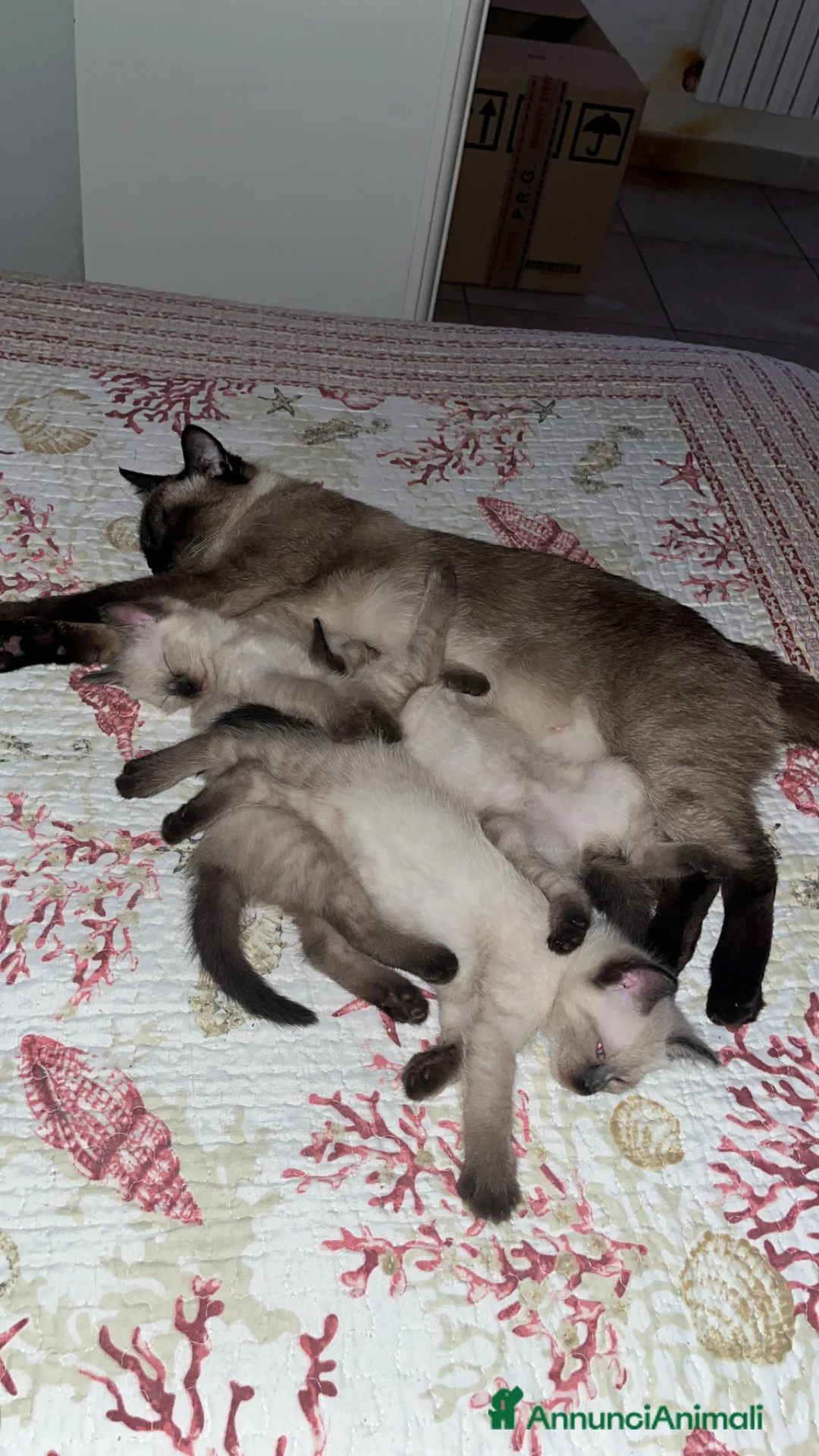 Siamese gatti in vendita: Gattini siamesi seal point - Annuncio 1