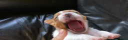Jack Russell cani in vendita: Jack Russell terrier PELO CORTO e BROKEN - Annuncio 5