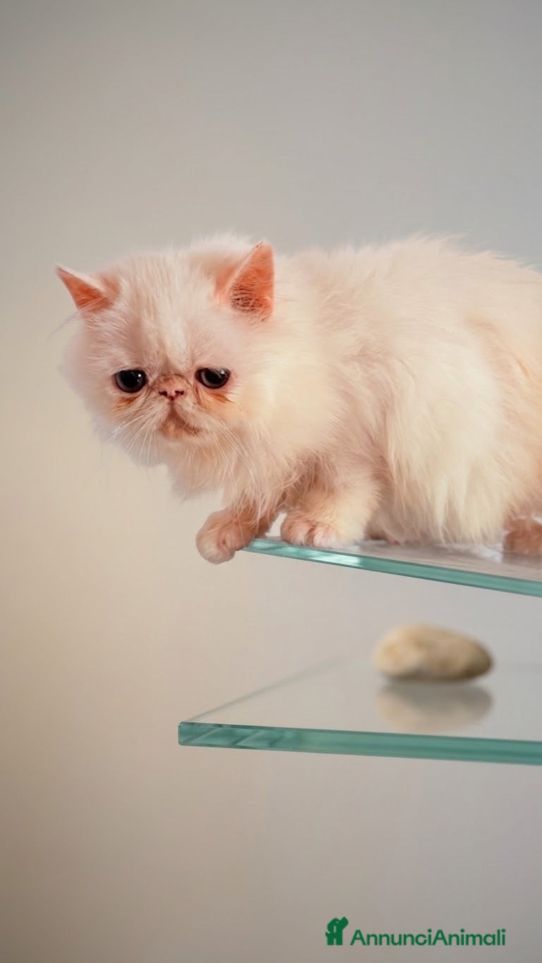 Persiano gatti Maschietti persiani - Annuncio 23