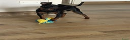 Pinscher Tedesco cani per accoppiamento: Zwergpinscher Accoppiamento - Annuncio 4