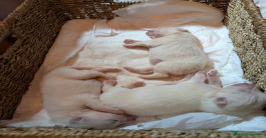 Samoiedo cani a Provincia di Padova - Annuncio 13