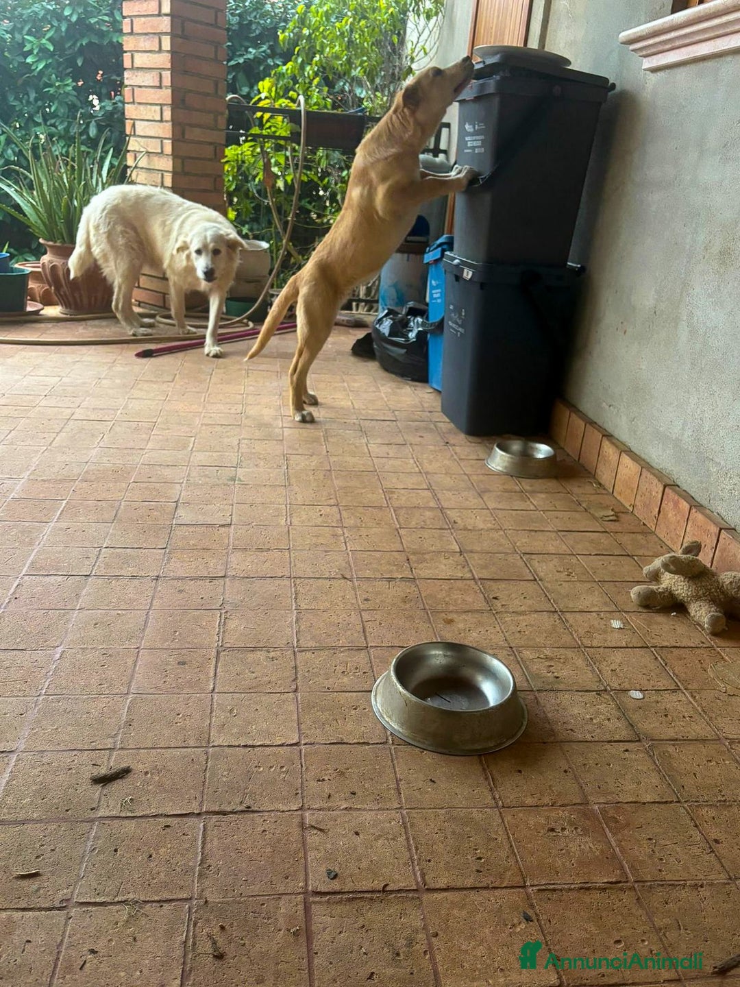 Meticcio cani in regalo: WILSON💙-cucciolo mix pastore dolcissimo.Chiamate! - Annuncio 5