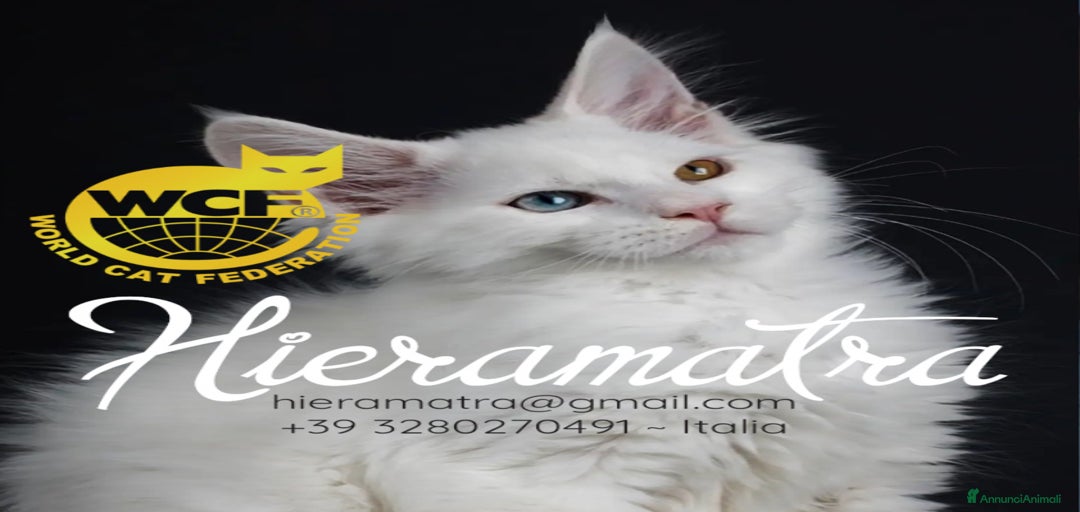 Immagine della galleria {{count}}