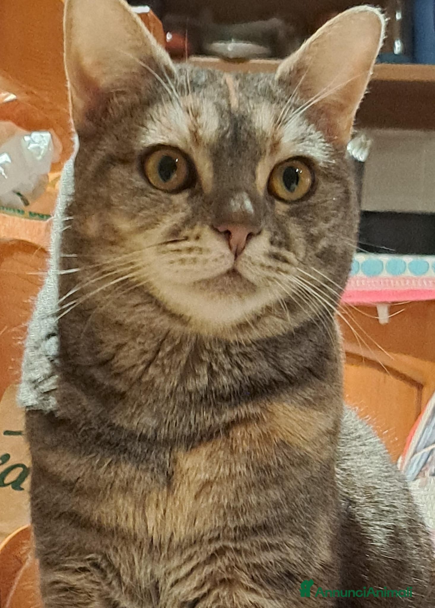 Europeo gatti cuccioli 9 mesi cercano casa🖤 - Annuncio 26