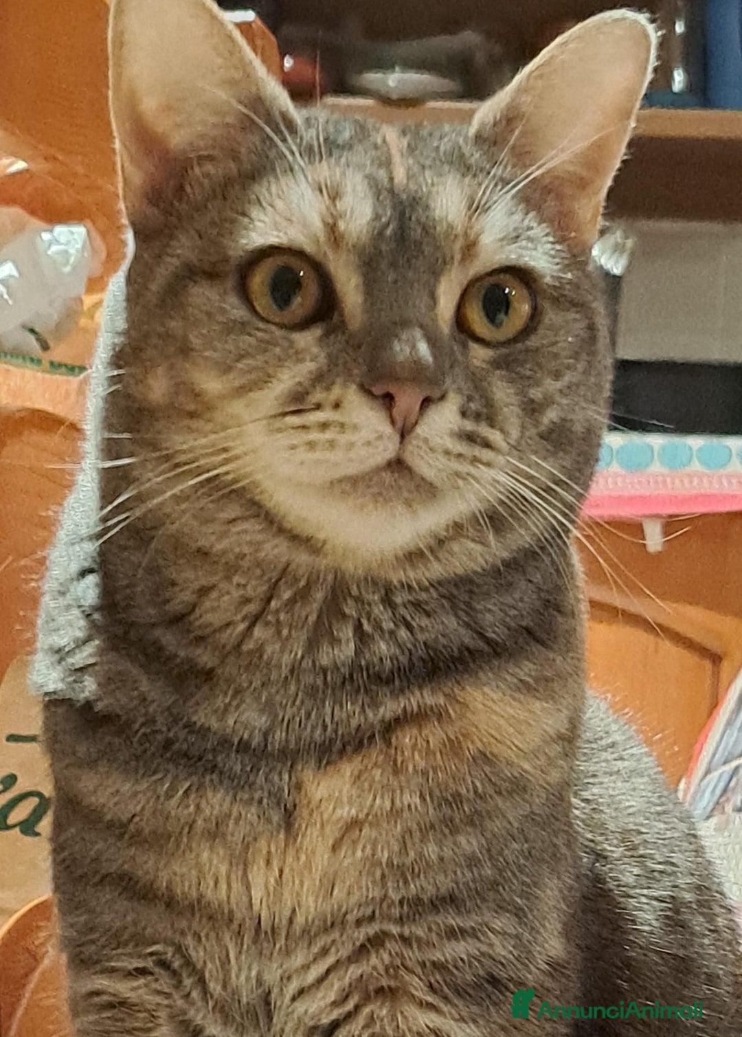 Europeo gatti in regalo: cuccioli 9 mesi cercano casa🖤 - Annuncio 1