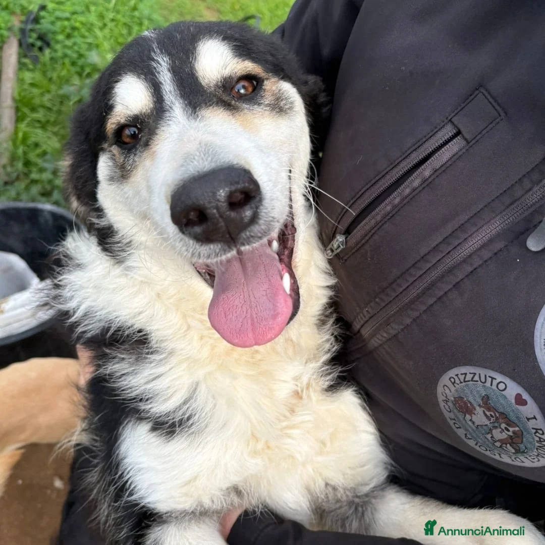 Meticcio cani in regalo: BRETZEL 🩷 - cucciola allegra e solare cerca 🏡  - Annuncio 5