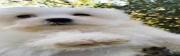 Maltese cani in vendita: Maltese maschio linea coreana taglia piu piccola  - Annuncio 4