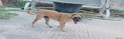 Meticcio cani in regalo: Triade di meticci - Annuncio 24