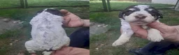 Lagotto cani in vendita: Lagotto romagnolo cuccioli - Annuncio 7