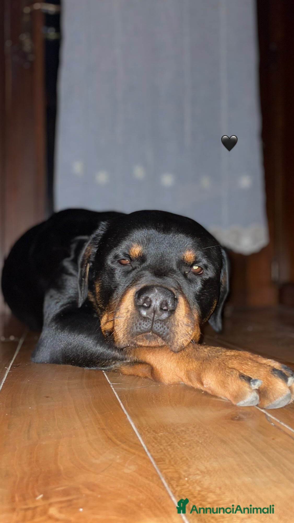 Rottweiler cani Cessione rottweiler  - Annuncio 1