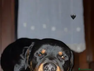 Rottweiler cani Cessione rottweiler - Annuncio 11