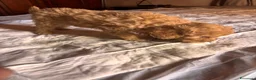 Barboncino Toy cani in vendita: Cuccioli di Barboncino toy - Annuncio 9