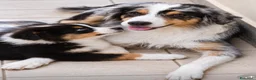 Australian Shepherd cani in vendita: cucciolo di Pastore Australiano - Annuncio 2