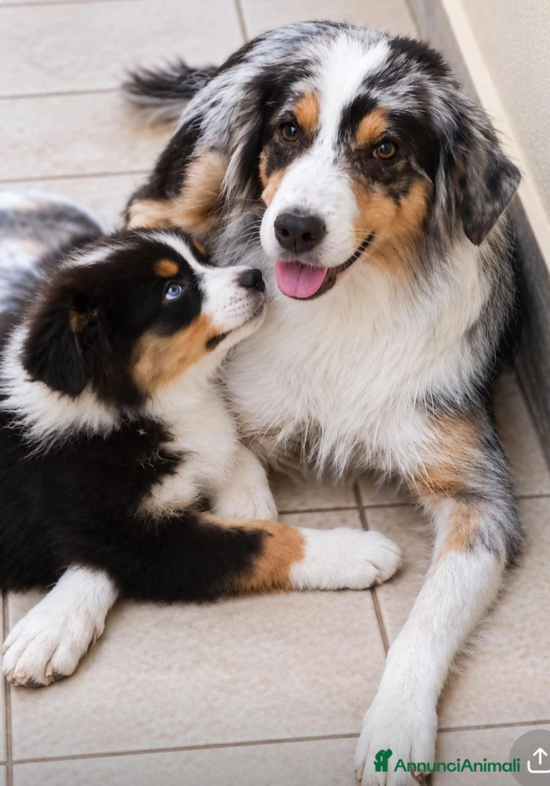 Australian Shepherd cani in vendita: cucciolo di Pastore Australiano - Annuncio 2