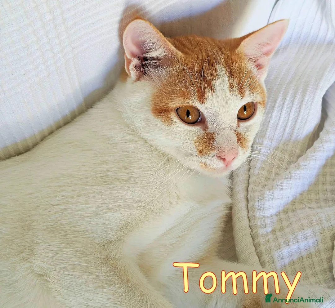 Europeo gatti in regalo:  TOMMY DOLCISSIMO GATTINO - Annuncio 8
