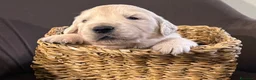 Golden Retriever cani in vendita: Cuccioli di Golden Retriever  a Provincia di Padova - Annuncio 14