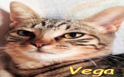 Europeo gatti in regalo: VEGA DOLCE GATTINA DI 4 MESI - Immagine 3