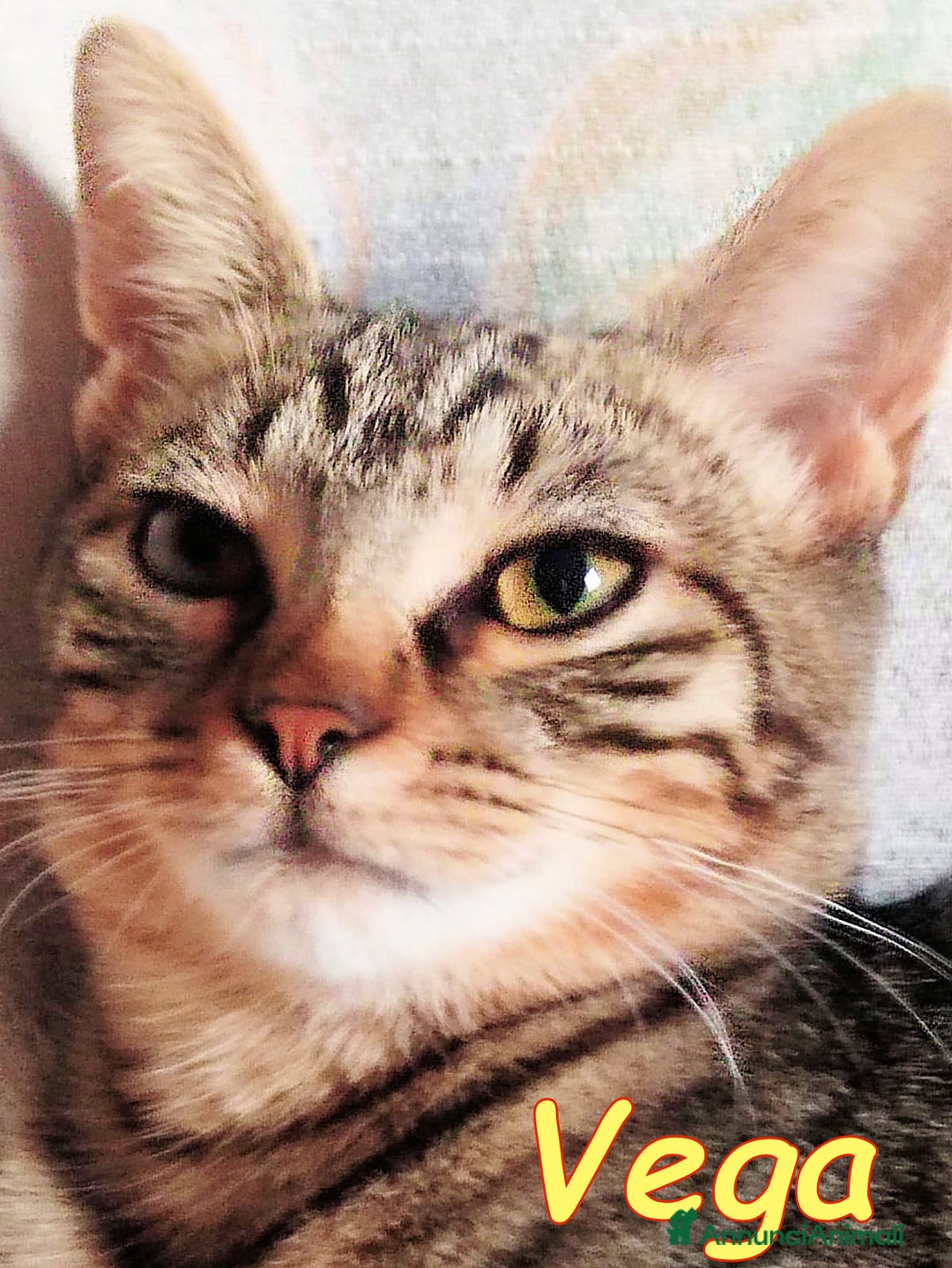 Europeo gatti in regalo: VEGA DOLCE GATTINA DI 4 MESI - Immagine 3