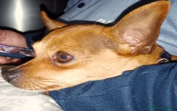 Pinscher Tedesco cani per accoppiamento: Accoppiamento  a Città Metropolitana di Genova - Immagine 4
