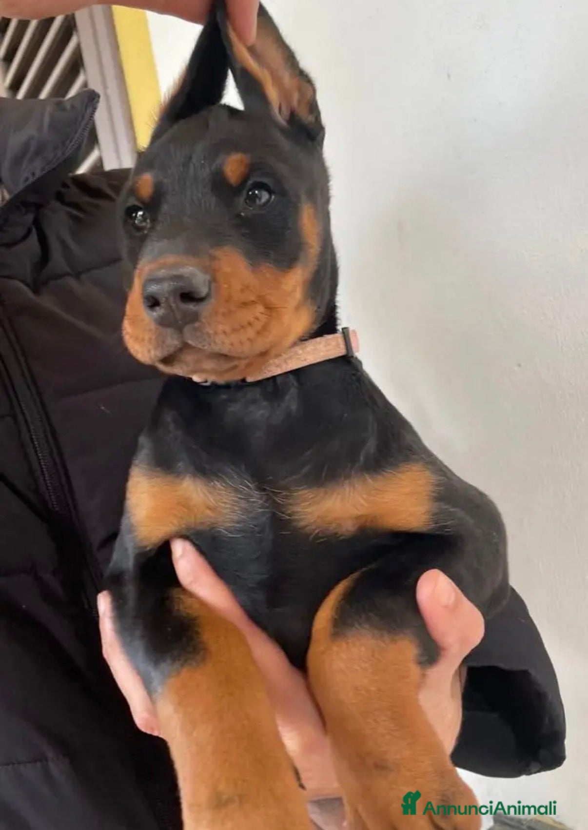 Dobermann cani Cuccioli di dobermann - Annuncio 2