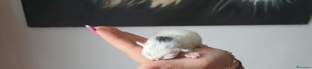 Siberiano Gattina femmina