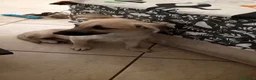 Meticcio cani in regalo: Milú 3 mesi e mezzo quasi 5 kg cerca casa  - Annuncio 9
