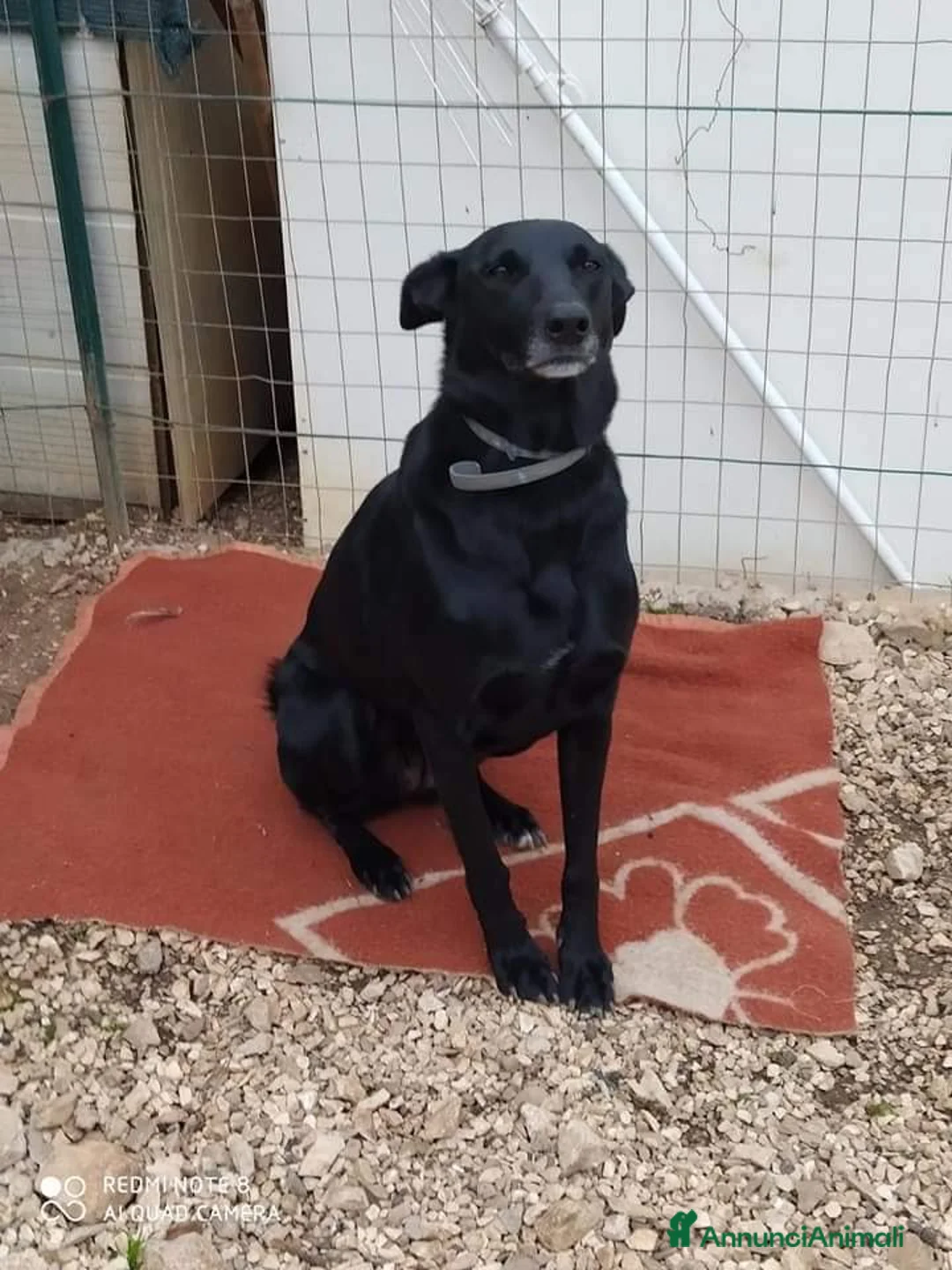 Meticcio cani in regalo: Arya e Sansa carattere meraviglioso - Annuncio 12
