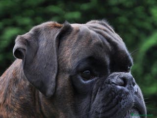 Boxer cani BOXER CUCCIOLI DISPONIBILI - Annuncio 1