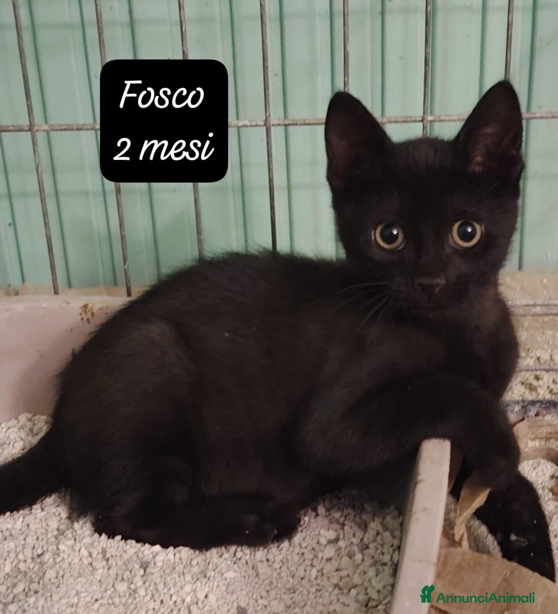 Altre razze gatti in regalo: S.o.S. gattini da salvare  a Città Metropolitana di Bologna - Annuncio 3